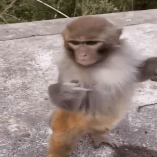 🖕 13e79242 monyet, jari tengah, menyinggung, kasar, binatang, primata, gestur telegram sticker