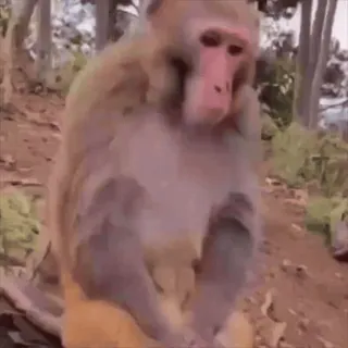 😷 29e21078 monyet, hewan, kera, mamalia, primata, satwa liar telegram sticker