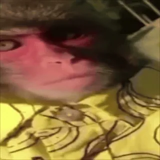 🫤 34c48074 monyet, kera, hewan, meme, lucu, kaos telegram sticker