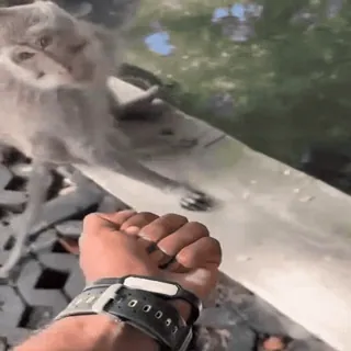 манке брадки от @usebanana telegram stickers