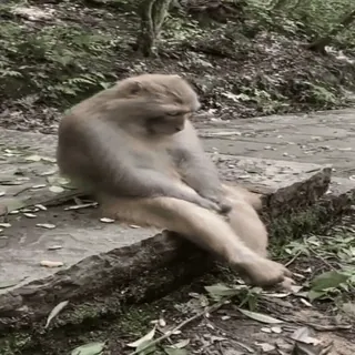 😞 39f06588 monyet, hewan, alam, satwa liar, mamalia, primata telegram sticker