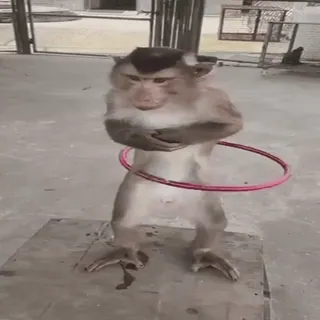 👯‍♀️ 4aa7c3f8 monyet, hula hoop, binatang, primata, olahraga, seru, imut telegram sticker