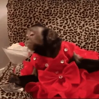 🍧 4bc968ab monyet, binatang, gaun merah, makanan penutup, es krim, imut, primata telegram sticker