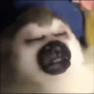 🛏 52cb9bbb anjing, tidur, hewan, imut, hewan peliharaan telegram sticker