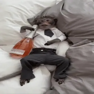 🍾 56f8bfb2 ARISTOV monyet, setelan, hewan, alkohol, botol, tempat tidur, dasi telegram sticker