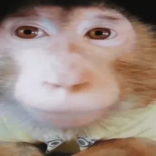 🙄 615eb726 monyet, hewan, primata, wajah, potret telegram sticker