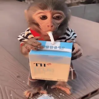 🍼 708d2223 monyet, binatang, minum, minuman, imut, kartun telegram sticker