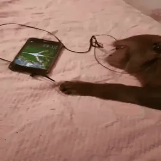 📱 71465470 monyet, mendengarkan, musik, headphone, hewan, telepon, hiburan telegram sticker