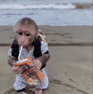 🧃 7758b803 monyet, pantai, hewan, minuman, jus, imut, bayi monyet telegram sticker