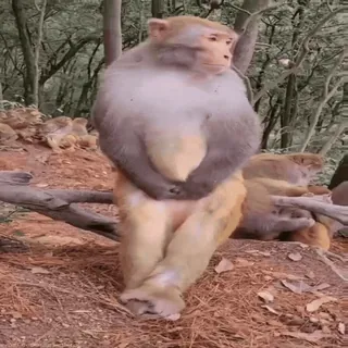 🪑 8bd635ba monyet, hewan, alam, satwa liar, primata, mamalia telegram sticker