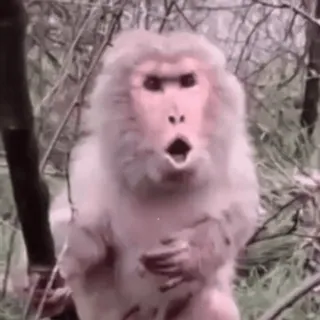 🤬 9e88737c monyet, binatang, kera, terkejut, primata, mamalia, satwa liar telegram sticker