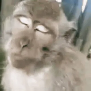 ☀️ a39553d5 monyet, hewan, kera, satwa liar, primata telegram sticker