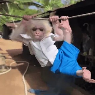 🌴 a5ccdc9d monyet, binatang, primata, imut, lucu, pakaian, berayun telegram sticker