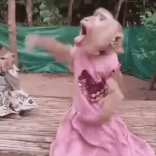 👏 a8bf60e0 monyet, hewan, primata, gaun, lucu, kocak, alam telegram sticker