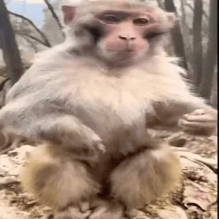 🤬 be0a9eb0 monyet, binatang, satwa liar, alam, primata telegram sticker