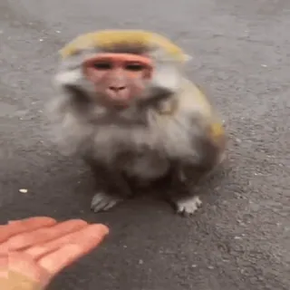 🖐 cad0eaab monyet, binatang, satwa liar, primata, mamalia telegram sticker