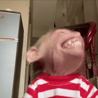 😆 d5162b53 monyet, binatang, kera, primata, lucu telegram sticker