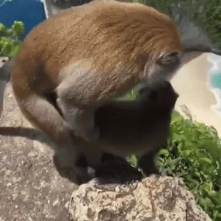 🔞 da04343d monyet, hewan, satwa liar, alam, mamalia telegram sticker