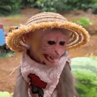 👅 e5bd65e6 monyet, topi, hewan, imut, topi jerami, satwa liar telegram sticker