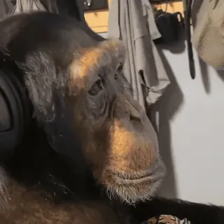 Обизьянки telegram stickers