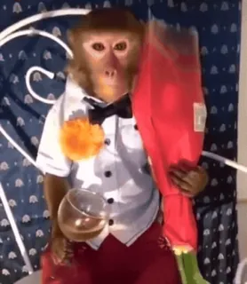 Обизьянки whatsapp stickers