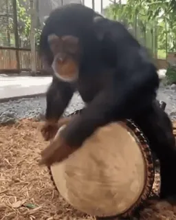 🪘 517d0eb3 ลิง, ชิมแปนซี, กลอง, สัตว์, ไพรเมต, ลิง telegram sticker