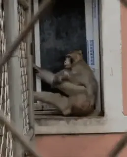 😩 77f94a09 ลิง, สัตว์, หน้าต่าง telegram sticker