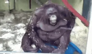 ⚰ 809e4856 สัตว์, ลิงอุรังอุตัง, ลิงใหญ่, สวนสัตว์, ไพรเมต, สัตว์เลี้ยงลูกด้วยนม telegram sticker