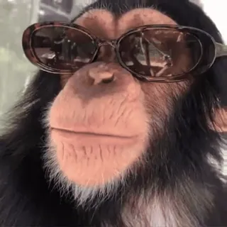 😎 85326beb ลิง, เอป, แว่นกันแดด, เท่, สัตว์, ไพรเมต telegram sticker