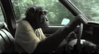 Обизьянки telegram stickers