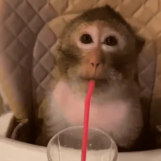 🧃 b82d4af3 ลิง, ดื่ม, หลอด, สัตว์ telegram sticker