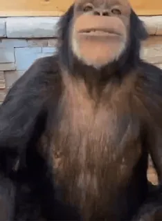 Обизьянки whatsapp stickers