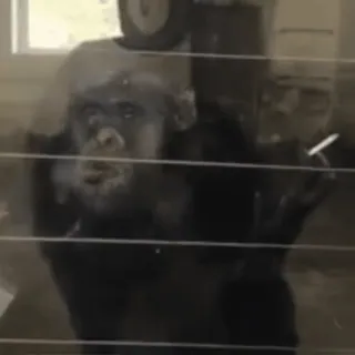 Обизьянки telegram stickers