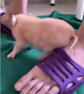 🐷 00198cb8 prosiaczek, zwierzę, zwierzę domowe, mini świnka, słodki, świnia, zwierzę hodowlane telegram sticker