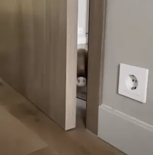 🐷 0ffe720a fretka, zwierzę, zwierzę domowe, zwierzę domowe telegram sticker