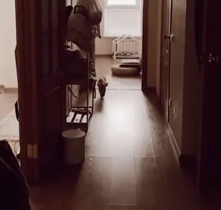 🐷 16f3c1fe telegram sticker