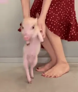 💃 2078a7b4 prosiaczek, zwierzę domowe, słodkie zwierzę, mini świnka, zwierzę hodowlane telegram sticker