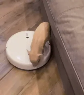 🐷 29208b4d kot, odkurzacz, robot, zwierzę domowe, zwierzę, czyszczenie telegram sticker