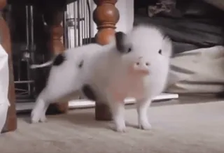 🐷 2e6402b2 prosiaczek, mini świnka, zwierzę, zwierzę domowe, słodki, zwierzę gospodarskie telegram sticker