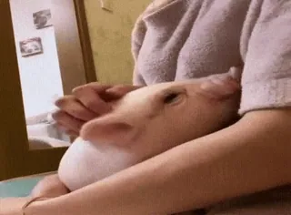 🐷 38ad9e8d świnia, zwierzę, zwierzę domowe, słodki, zwierzę domowe, zwierzę gospodarskie telegram sticker