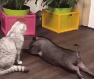 🐷 42a7abd4 kot, zwierzę, zwierzę domowe, zwierzę domowe, kot domowy, zwierzęta, kotowaty telegram sticker