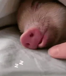 🐷 49888e82 zz świnia, śpiący, zwierzę, słodki, sen, mini świnka, zwierzę domowe telegram sticker