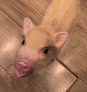 🐷 4b0a2202 świnia, zwierzę, zwierzę domowe, słodki, mini świnka telegram sticker