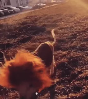 🐷 674db7ff pies, zwierzę domowe, bieganie, na zewnątrz, światło słoneczne telegram sticker