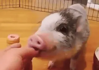 🐷 6b666fce prosiaczek, mini świnka, zwierzę, słodki, zwierzak, pączek telegram sticker