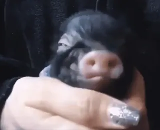 🐷 84cb9a0a prosiaczek, świnia, zwierzę, słodki, zwierzę domowe, mini świnka telegram sticker