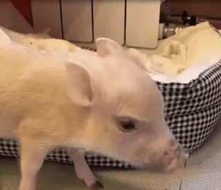 🐷 93a9247a świnia, zwierzę, zwierzę domowe, słodkie, prosię, mini świnka telegram sticker