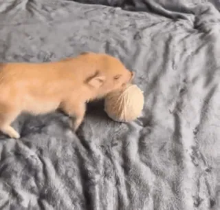 🐷 9b437a08 prosiaczek, świnia, zwierzę, zwierzę domowe, słodki, włóczka, piłka telegram sticker