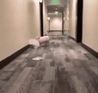 Больше стиков тут: @stikery4 telegram stickers