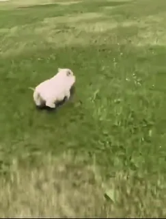 🐷 c3729225 prosiaczek, bieganie, trawa, słodki, zwierzę telegram sticker